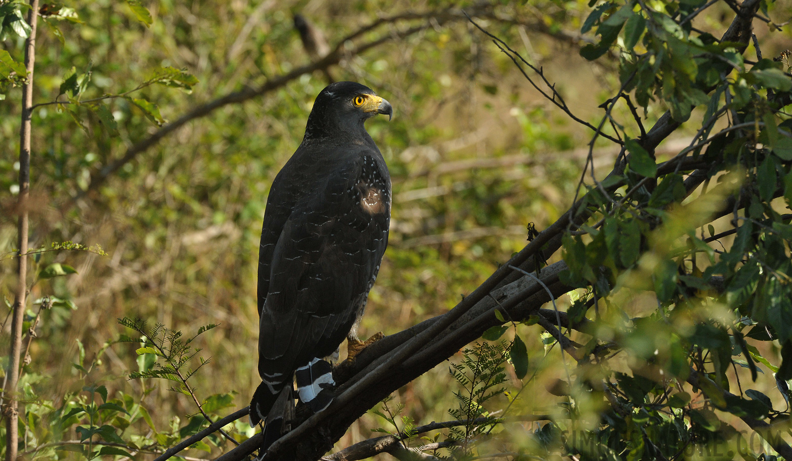 Spilornis cheela spilogaster [490 mm, 1/1250 sec at f / 10, ISO 1600]